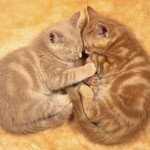 2にゃんこ 2にゃんこ