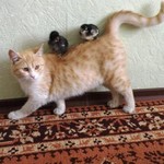 2ぴよ 2ぴよ