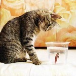 おさかなるっきんぐ おさかなるっきんぐ