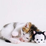 ねこねこ ねこねこ