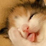 れろれろ れろれろ