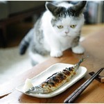 食べたいのですが……… 食べたいのですが………