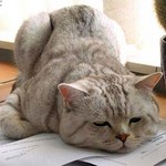 もうだめにゃ もうだめにゃ