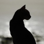 思いにふける 思いにふける