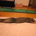 のびるにゃ のびるにゃ