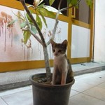 猫の実 猫の実