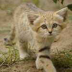 猫ですよ猫ですよ 猫ですよ猫ですよ