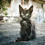 妖怪猫ですにゃ 妖怪猫ですにゃ