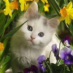 写真用ポーズだにゃ 写真用ポーズだにゃ