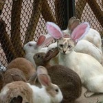 にゃぴょんにゃにゃにゃぴょん にゃぴょんにゃにゃにゃぴょん