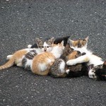 ねこだまりん ねこだまりん