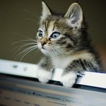 そんなのよりおいらを見るにゃ そんなのよりおいらを見るにゃ