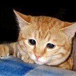 ぐっすしねこ ぐっすしねこ