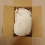 はこねこ はこねこ