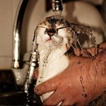 行水猫 行水猫