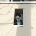 お猫さまが見てる お猫さまが見てる