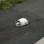 猫みたいな岩 猫みたいな岩