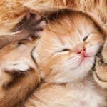 もこねこ もこねこ