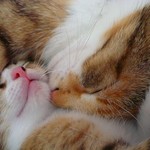 寝る猫×2 寝る猫×2