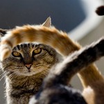 茶縞と黒のエクスタシー 茶縞と黒のエクスタシー