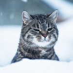 むーん むーん