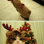 角生えたにゃ 角生えたにゃ