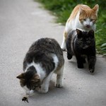 くんかくんか くんかくんか