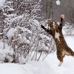楽しいにゃああああああ! 楽しいにゃああああああ!