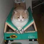 あれ、なんか低くなった あれ、なんか低くなった