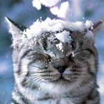 ふぎゃ ふぎゃ