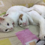 抱きお猫さま 抱きお猫さま
