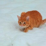 ろっくおーん ろっくおーん