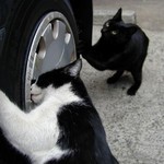 これは良いタイヤだ これは良いタイヤだ