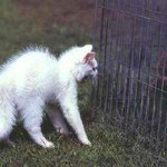 きしゃー、網、きしゃー きしゃー、網、きしゃー