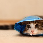 袋ねこ 袋ねこ