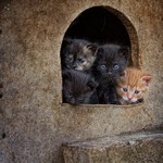 猫洞窟 猫洞窟