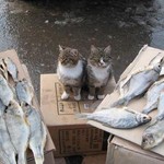 たべちゃだめですかね たべちゃだめですかね