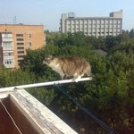 ここがこうこうこう ここがこうこうこう