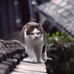 やつがきた やつがきた