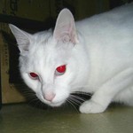 目がぴかーん 目がぴかーん