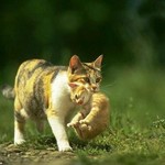 きゃりー きゃりー