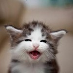 なんだばかやろう なんだばかやろう