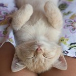 すきにして すきにして