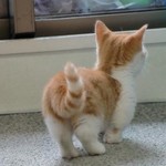 くりん くりん