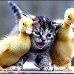ぎゃああああ ぎゃああああ