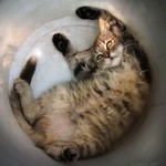 がさごそ がさごそ