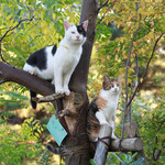 猫の木 猫の木