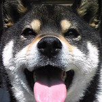 こう見えても犬です こう見えても犬です
