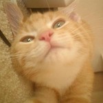 ぬ ぬ
