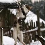 クライマー クライマー